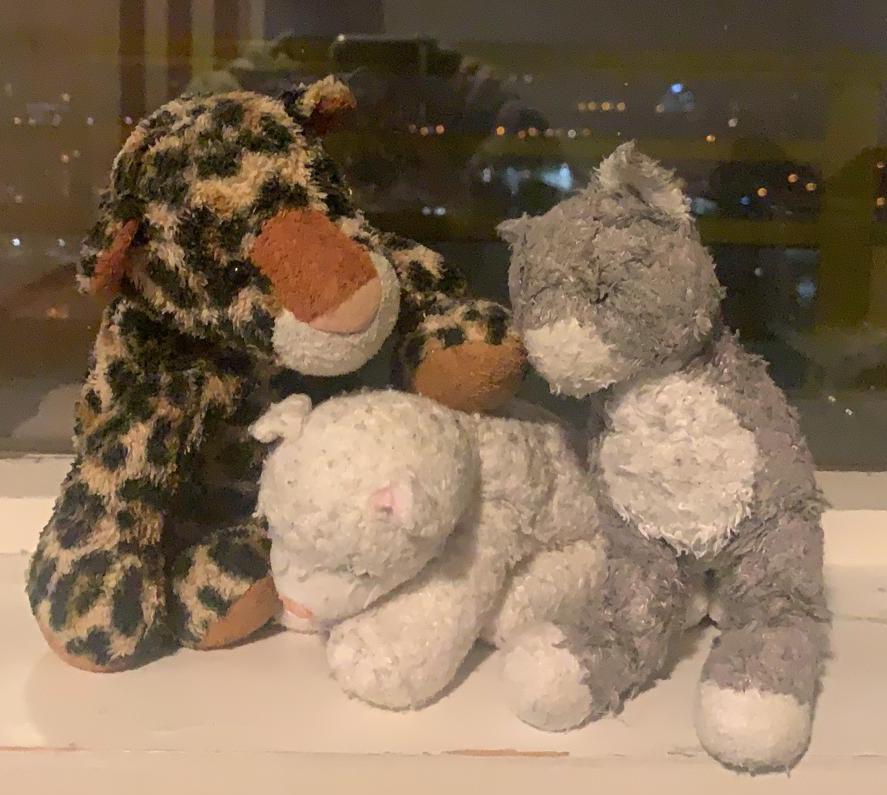 A collection of stuffed cat toys arranged in a tight group in front of a window at night.